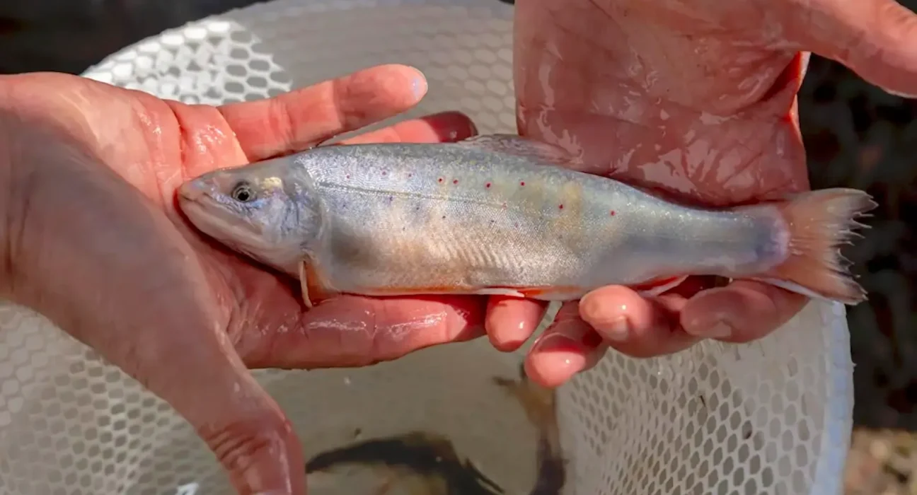 Le Colorado adopte des truites 'Trojan' pour éradiquer les poissons envahissants avec des fratries exclusivement mâles.