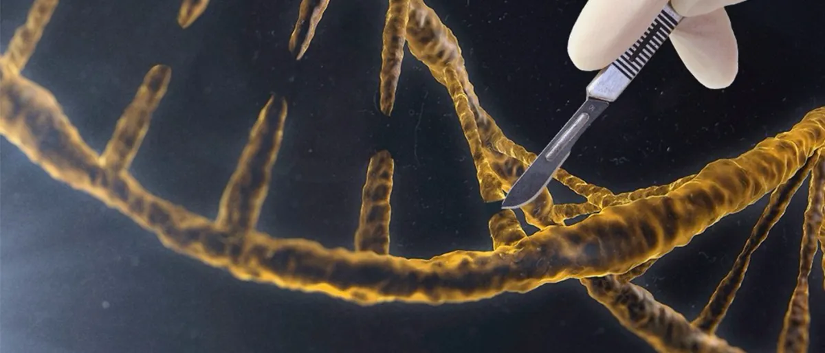 Le Japon Autorise l'Édition Génétique des Ovules Fécondés