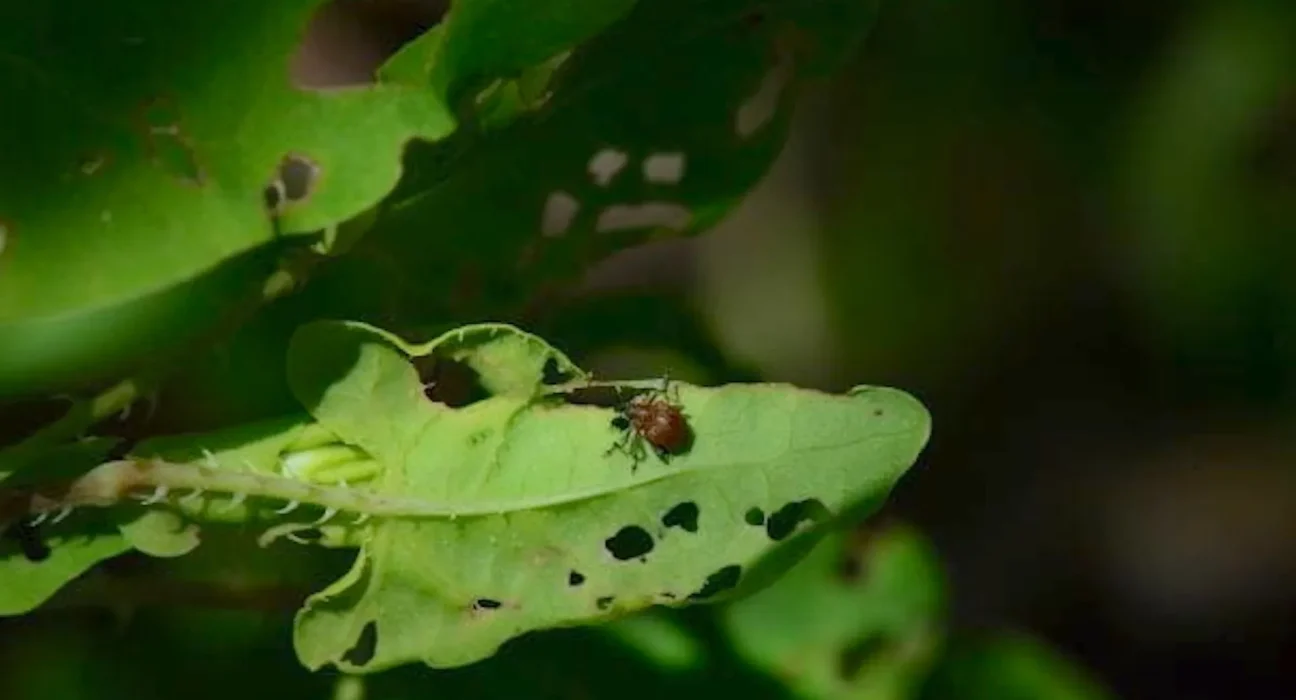 Le Michigan introduit 4,000 petits charançons pour lutter contre la prolifération de la vigne envahissante 'mile-a-minute'
