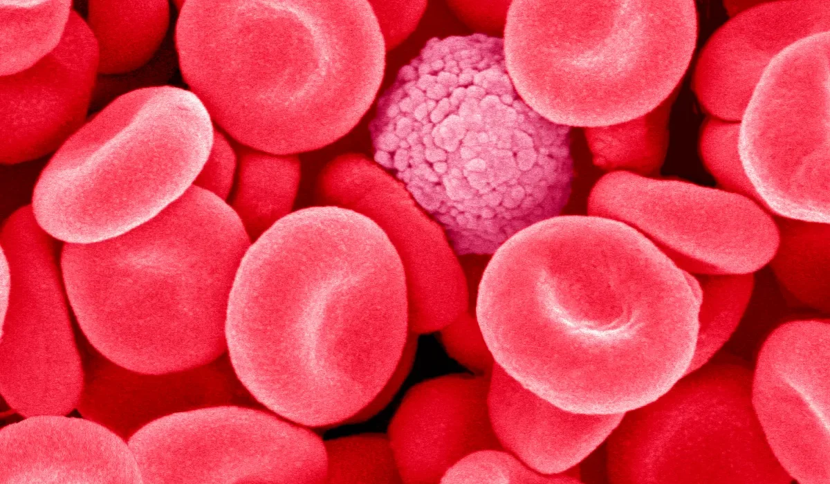 Le Secret de la Jeunesse : Une Protéine Essentielle dans la Lutte Contre le Vieillissement