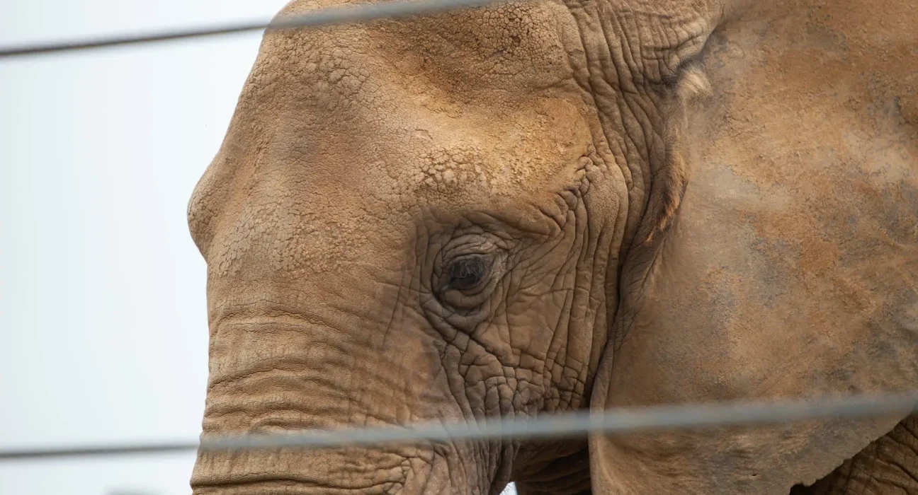 Le décès d'Happy, l'éléphant du Bronx Zoo qui a bouleversé la science et déclenché une lutte pour ses droits, à 55 ans.