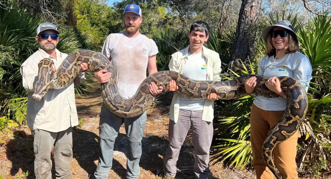 Le défi des pythons de Floride revient, mais les biologistes avertissent : le problème de 4 tonnes se dirige vers le nord.