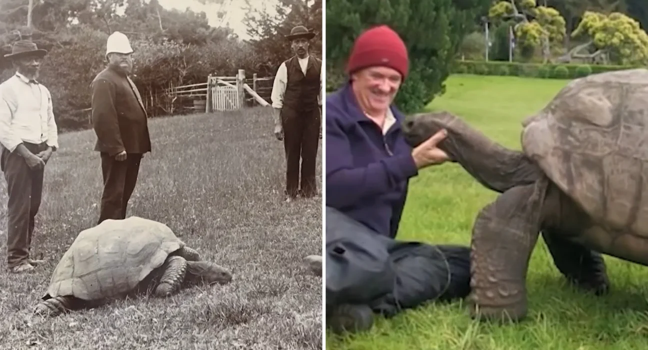 Le plus vieil animal terrestre du monde, âgé de 194 ans, rencontre la royauté et devient une icône Guinness.