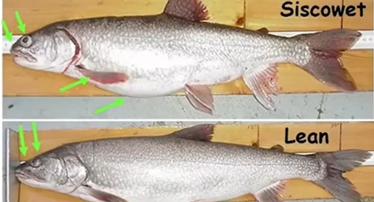 « Le poisson-zombie Gaunt : un mystère qui attire les chercheurs des profondeurs du lac Supérieur »