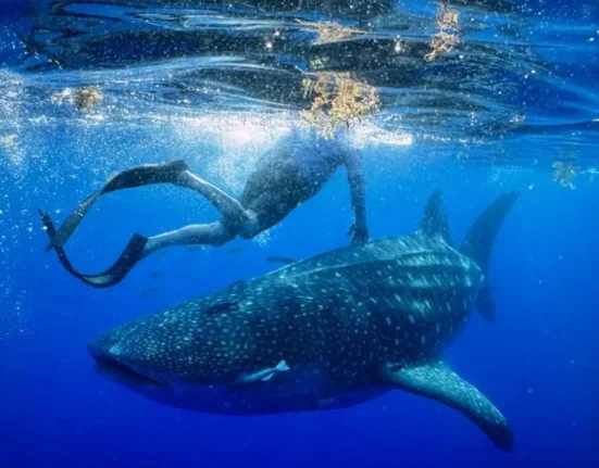 Le requin-baleine Larry, long de 26 pieds, suivi pendant 335 jours : une fenêtre rare sur le monde des géants marins