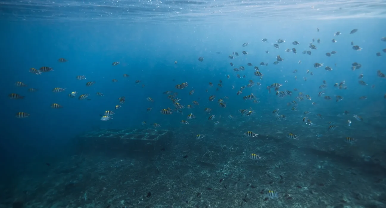 Le retour d'El Niño : une chaleur dévastatrice menace la moitié des océans mondiaux