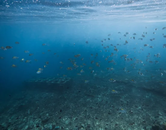 Le retour d'El Niño : une chaleur dévastatrice menace la moitié des océans mondiaux