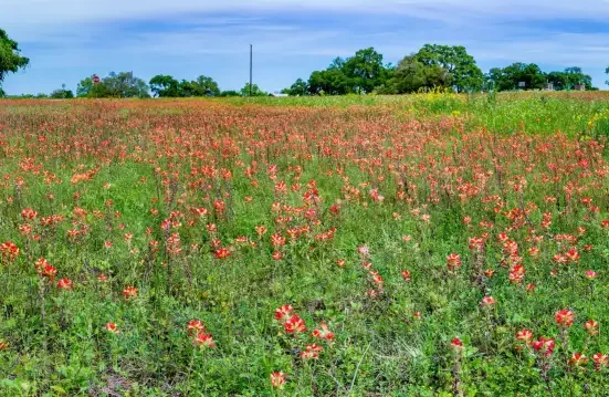 Le rêve de 118 acres d'un couple texan menacé par l'explosion d'un centre de données de 7 600 acres : l'inquiétude des habitants