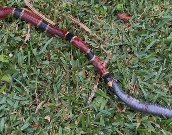 Le serpent corail venimeux dévore une proie inattendue.