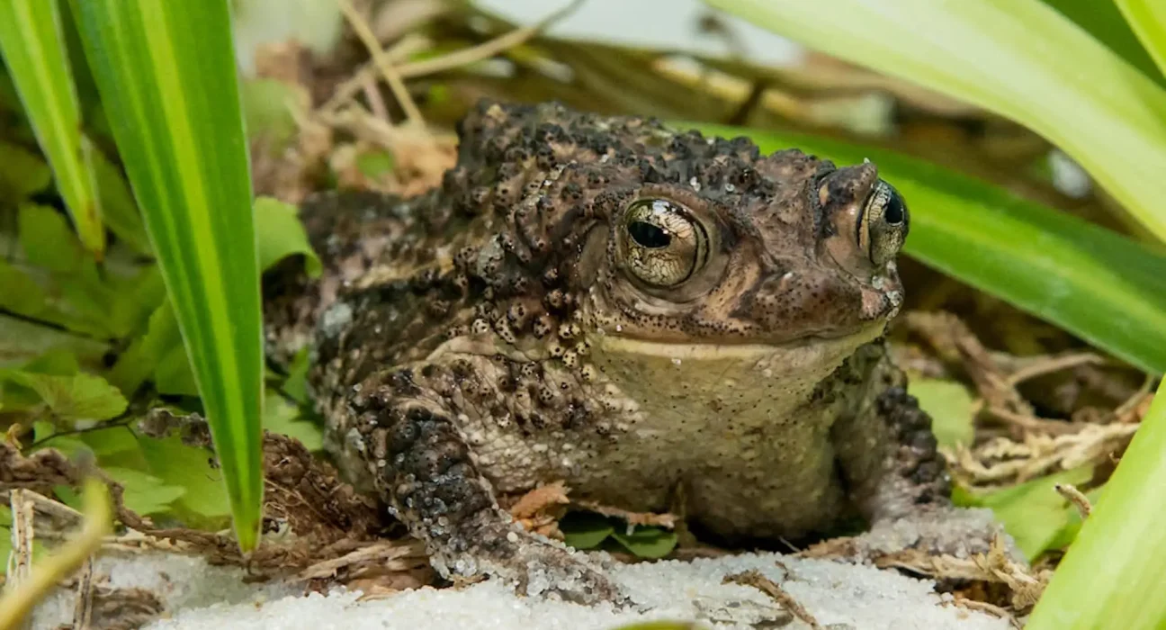 Le zoo de Chicago envoie un nombre record de 12 000 têtards à Porto Rico pour sauver le sapo concho en danger.