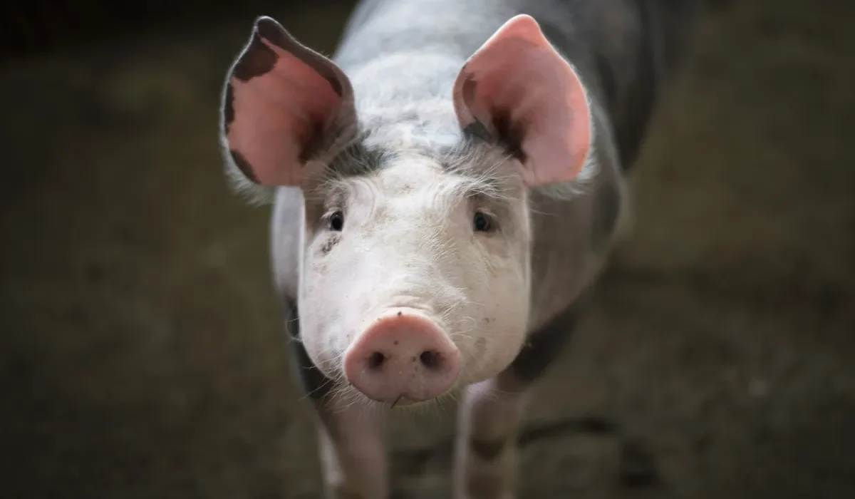 Les Agriculteurs Chinois Utilisent l'IA pour Suivre et Observer les Cochons