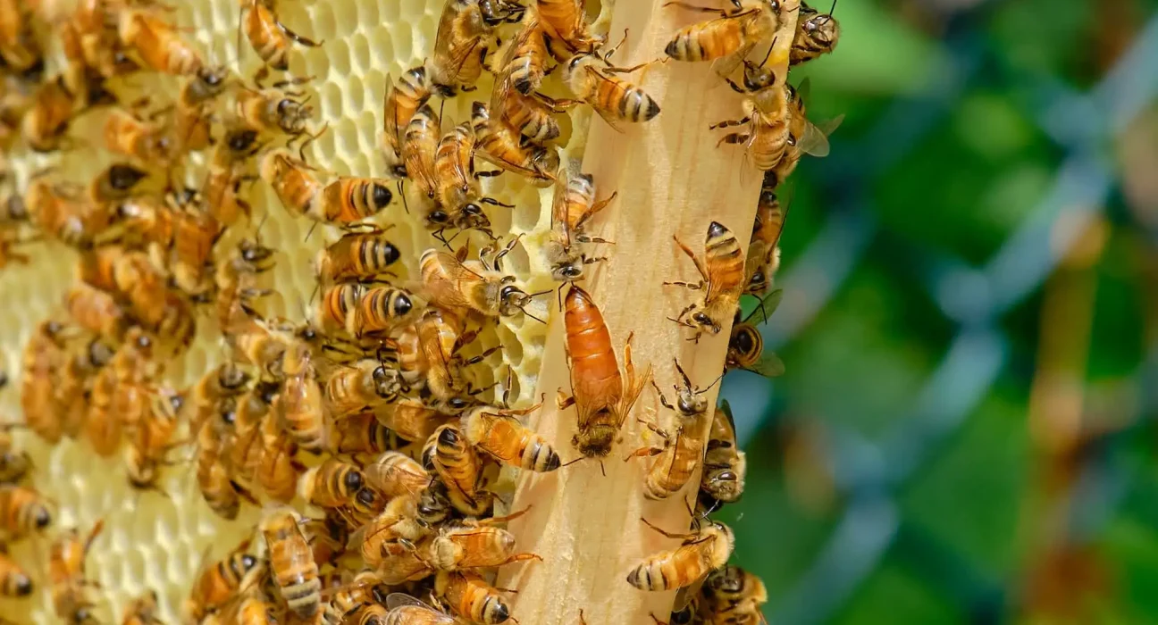« Les Agriculteurs Évitent pour l'Instant la Crise de Pollinisation en Introduisant des Ruches de Couvée »
