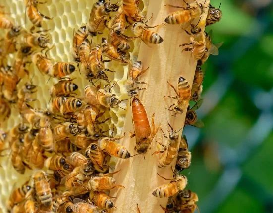 « Les Agriculteurs Évitent pour l'Instant la Crise de Pollinisation en Introduisant des Ruches de Couvée »