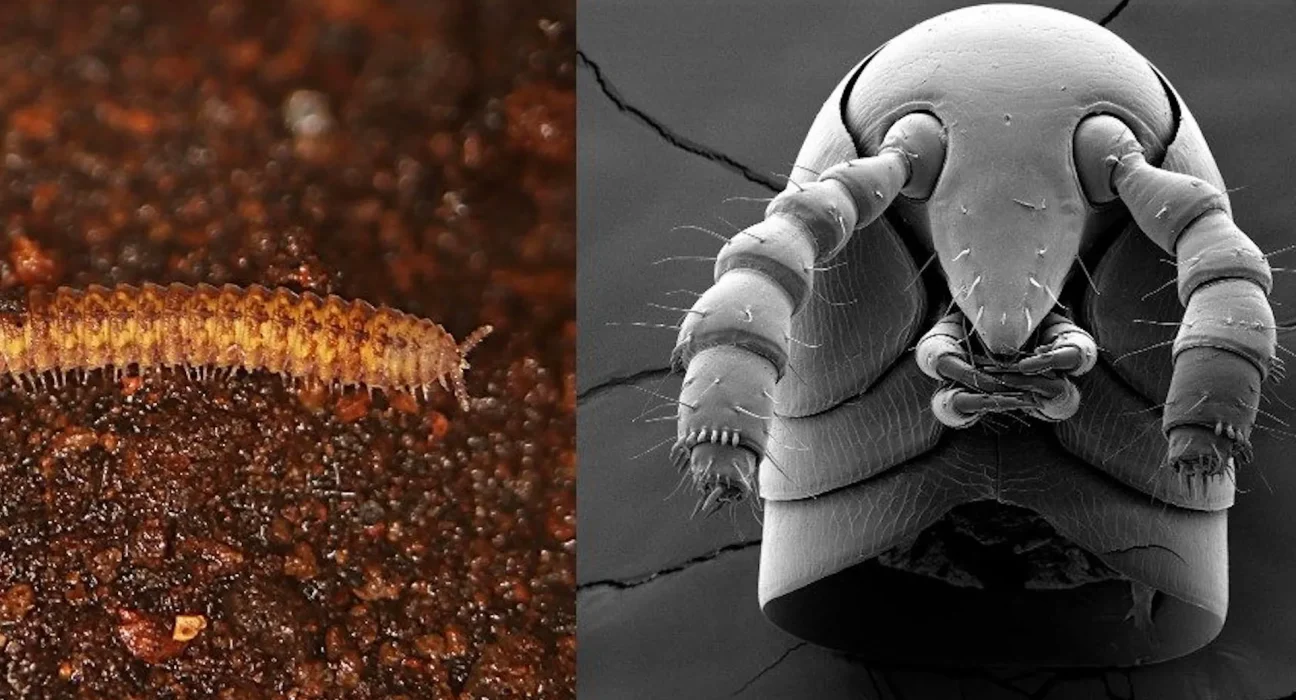 Les Myriapodes décryptent leur histoire : une avancée de 80 millions d'années sur les vertébrés dans l'exploration terrestre