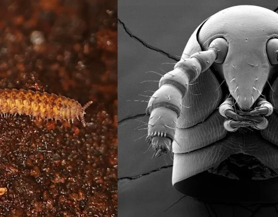 Les Myriapodes décryptent leur histoire : une avancée de 80 millions d'années sur les vertébrés dans l'exploration terrestre