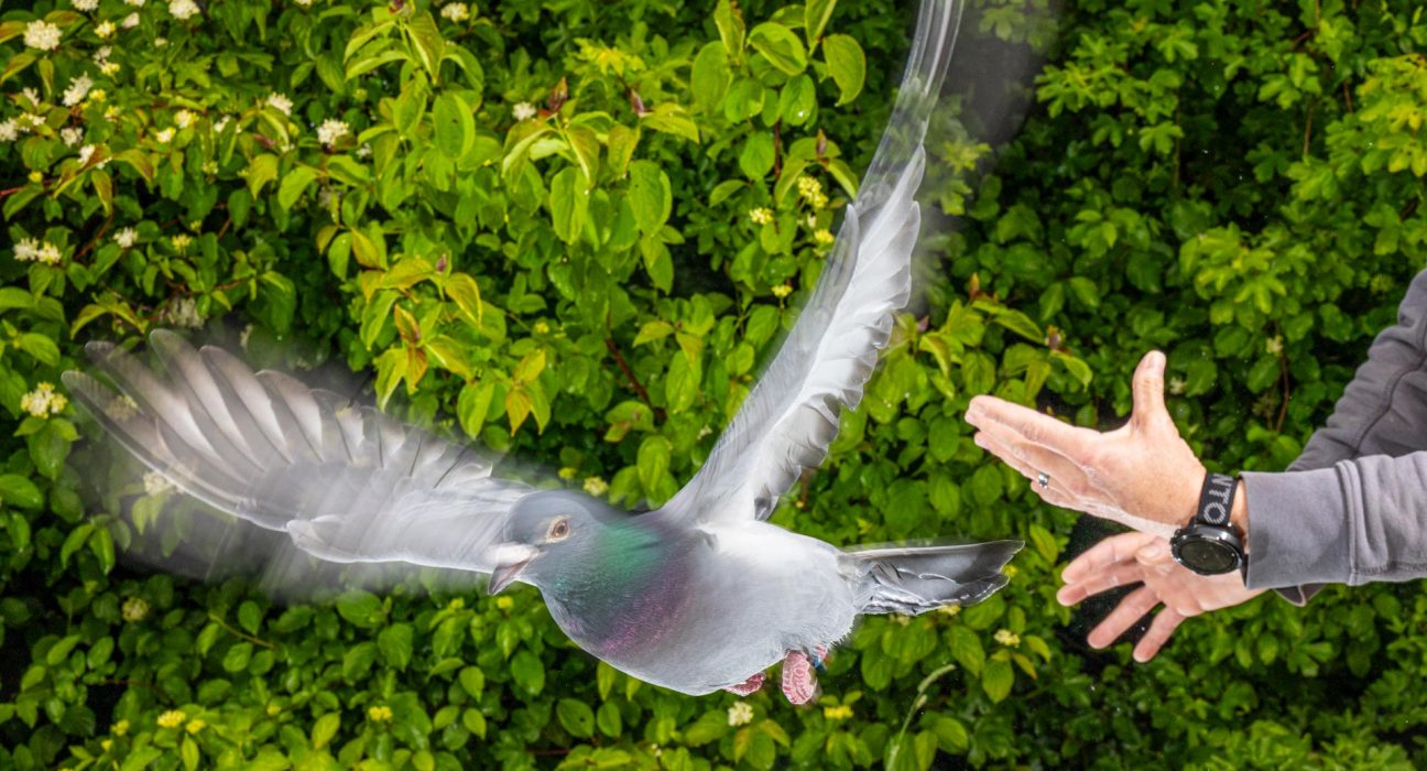 Les Mystères du Retour des Pigeons : Une Solution Émergente