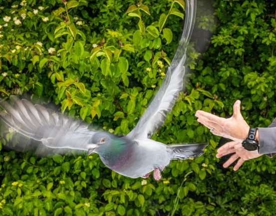 Les Mystères du Retour des Pigeons : Une Solution Émergente