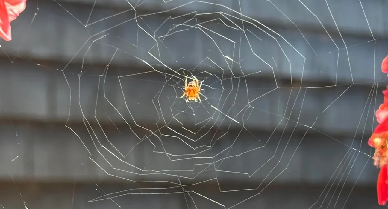 Les Toile Étranges de la Veuve Orb Une Source d'Inquiétude à Cause des Pesticides ou Parasites