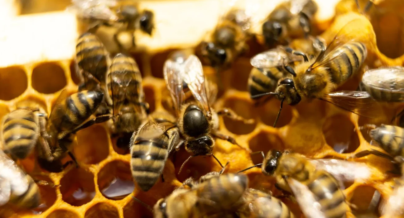 « Les apiculteurs américains confrontés à une perte record de 55,6 % de leurs colonies de abeilles, aggravée par des acariens résistants »