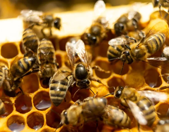 « Les apiculteurs américains confrontés à une perte record de 55,6 % de leurs colonies de abeilles, aggravée par des acariens résistants »