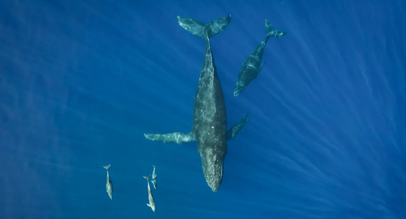 Les baleines et les dauphins face aux produits chimiques éternels : une course perdue selon les chercheurs