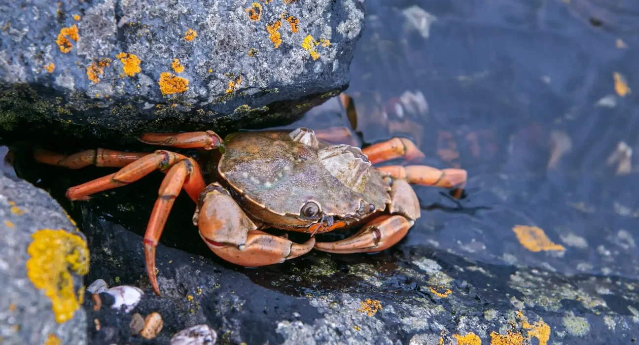 Les bernacles parasites castrent les crabes mâles et les féminisent pour accueillir davantage de parasites.