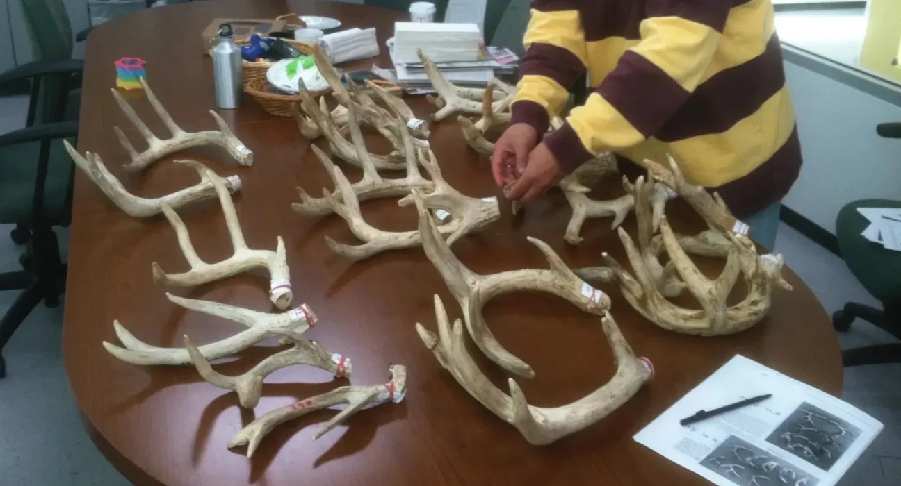 Les cerfs : des précipices cicatriciels annuels malgré la mue de leurs bois