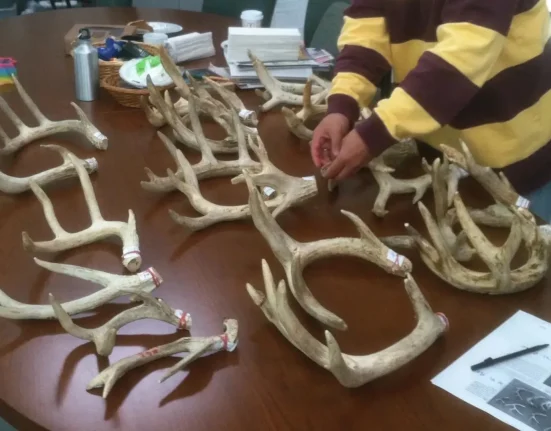 Les cerfs : des précipices cicatriciels annuels malgré la mue de leurs bois