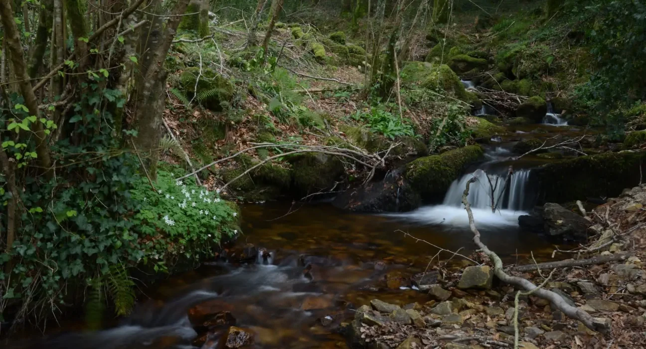 Les champignons des rivières : menacés par la chaleur, la sécheresse et la disparition des arbres plutôt que par la pollution.