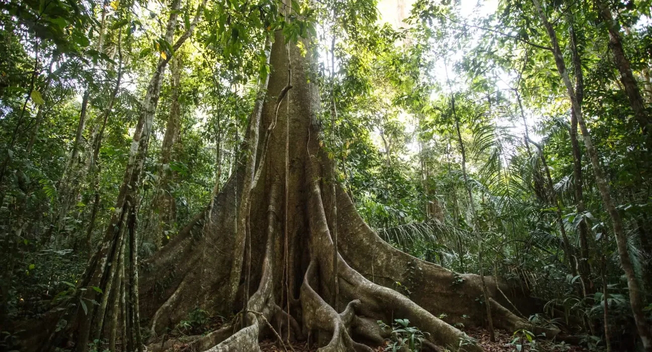 Les forêts tropicales absorbent moins de polluants atmosphériques que prévu, selon une étude aéroportée.