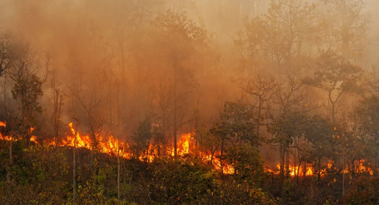 Les incendies de forêt : un fléau qui emporte déjà 24 000 vies américaines par an