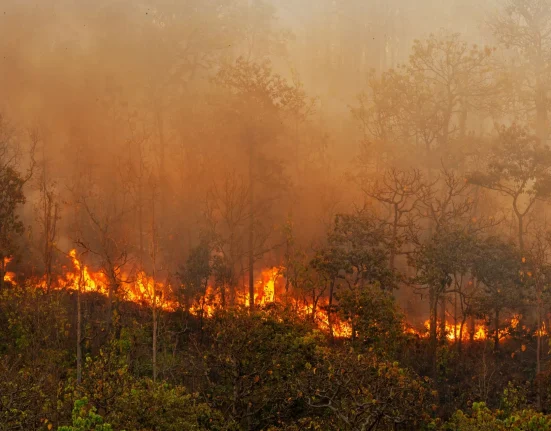Les incendies de forêt : un fléau qui emporte déjà 24 000 vies américaines par an