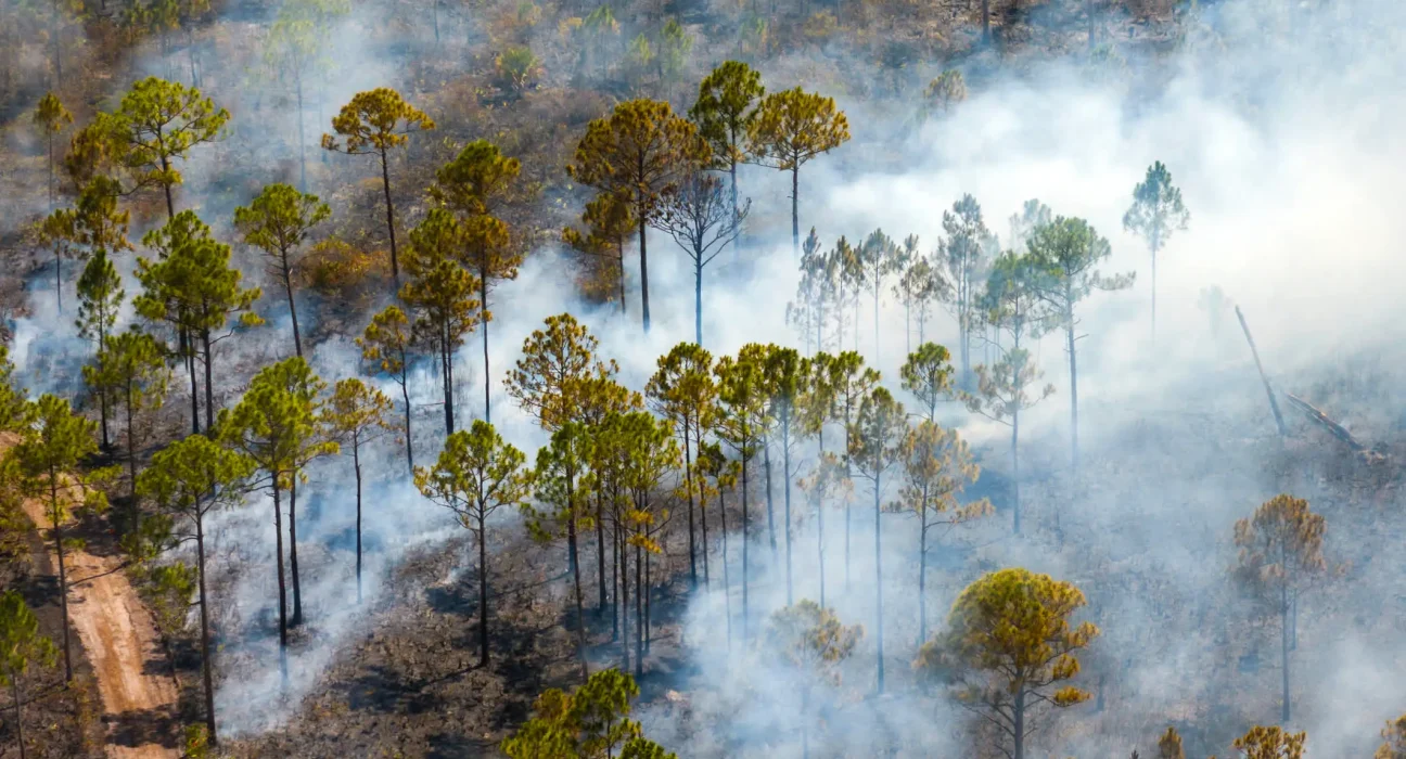 Les incendies de forêts exacerbent la pollution de l'ozone et entraînent des décès prématurés aux États-Unis, selon une nouvelle étude.