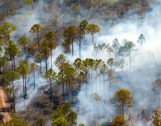 Les incendies de forêts exacerbent la pollution de l'ozone et entraînent des décès prématurés aux États-Unis, selon une nouvelle étude.