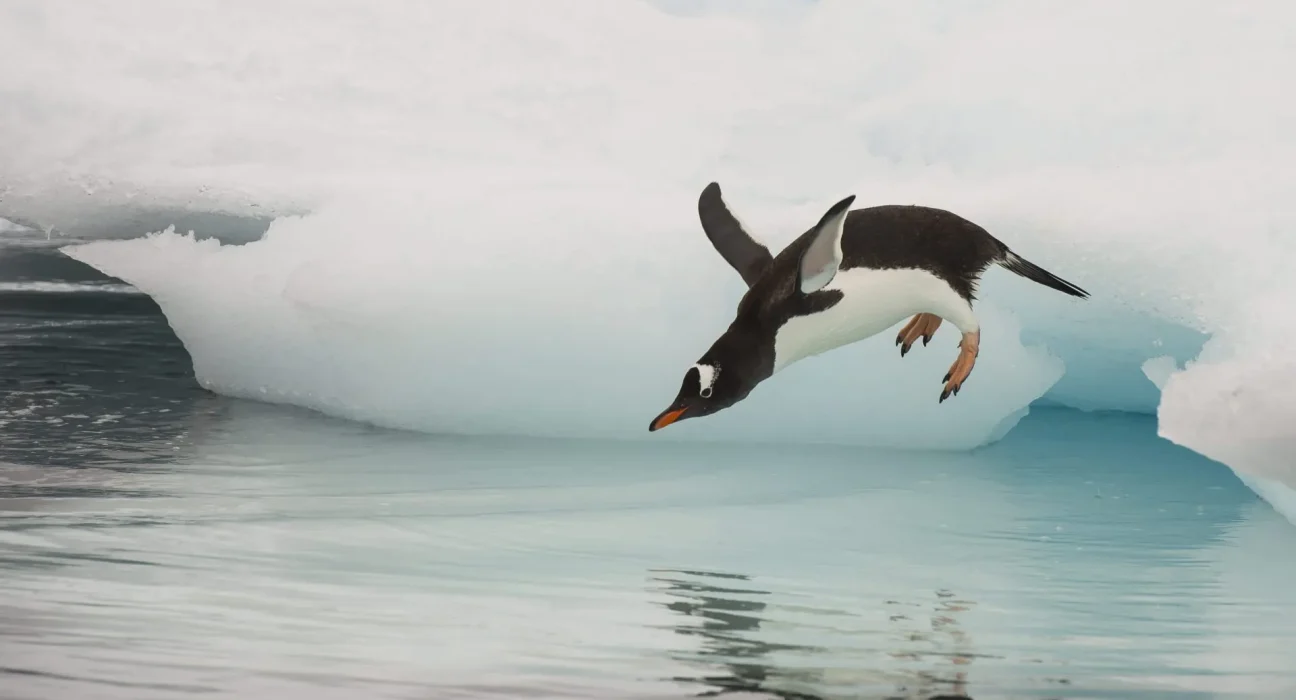 Les manchots transforment les mares de fonte de l'Antarctique en piscines privées : entre émerveillement et inquiétude.