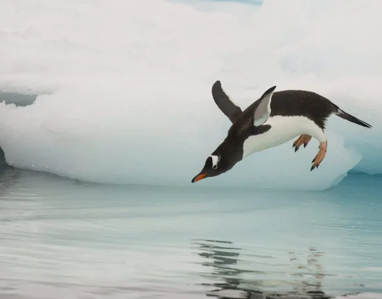 Les manchots transforment les mares de fonte de l'Antarctique en piscines privées : entre émerveillement et inquiétude.