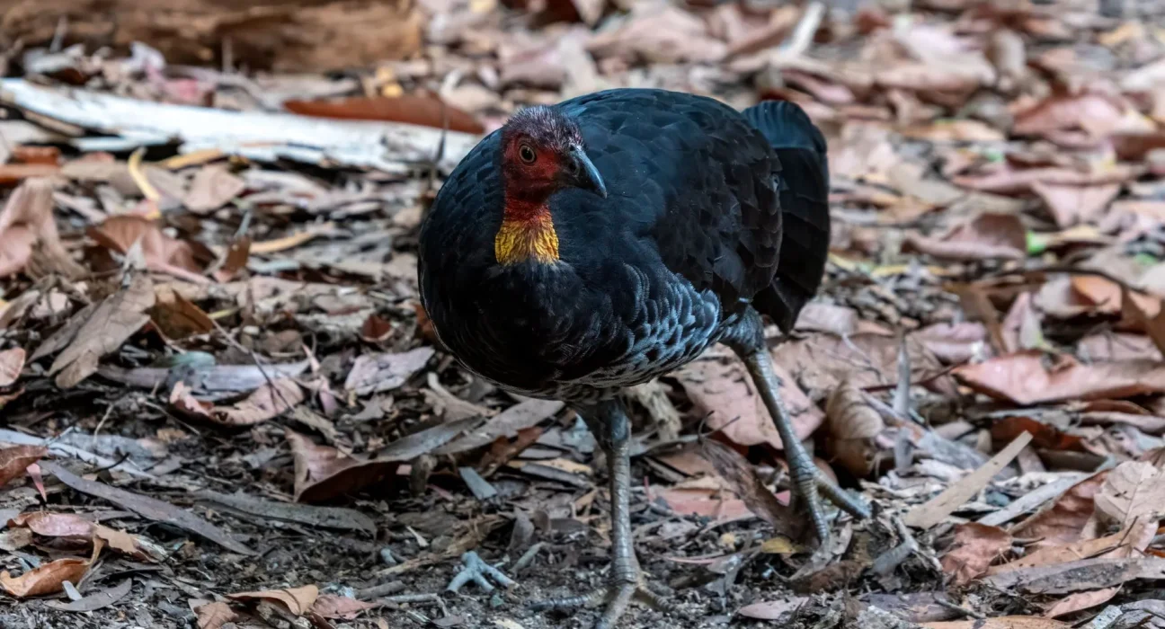 Les méga-oiseaux de Papouasie-Nouvelle-Guinée : incubation des œufs près des volcans.