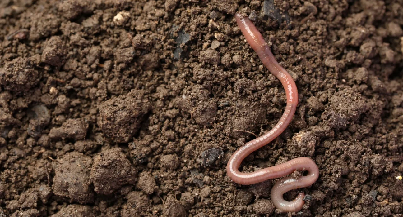 Les microplastiques réduisent la durée de vie des vers, perturbent leur reproduction et introduisent des toxines dans leur organisme.