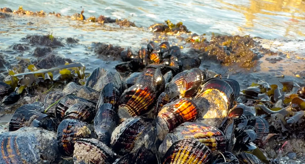 Les moules dorées menacent le lac Tahoe : un péril pour ses eaux et son écosystème