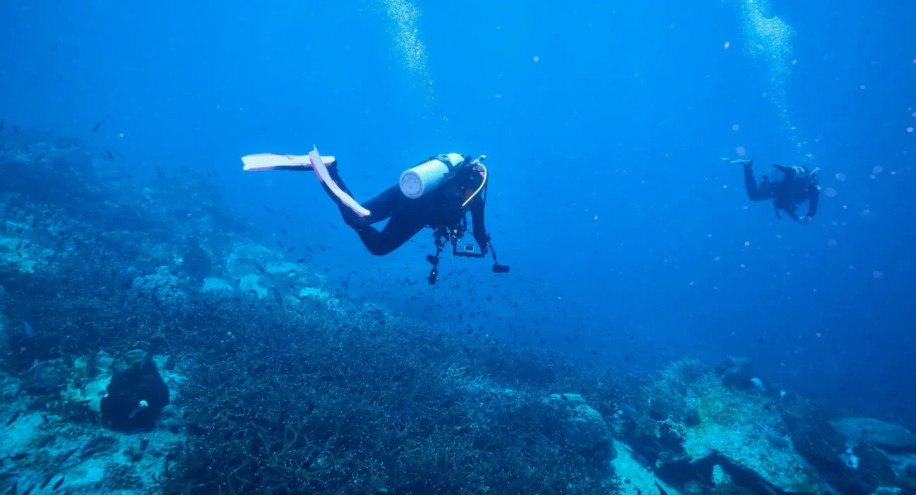 Les plongeurs sous-marins mettent les récifs coralliens en danger sans le savoir, révèlent des vidéos.