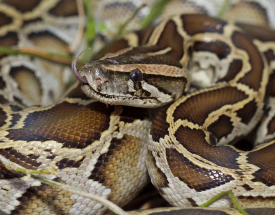 Les pythons birmans propagent un parasite qui tue les serpents de Floride par asphyxie