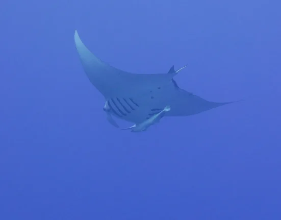 Les raies manta géantes : un comportement surprenant face aux moussons, plongeant à 1 300 pieds.