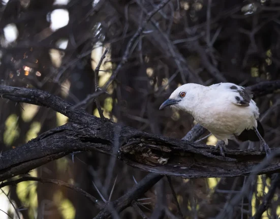 Les scientifiques préoccupés : les oiseaux échouent à un test simple durant les vagues de chaleur, révélant des impacts sous-estimés
