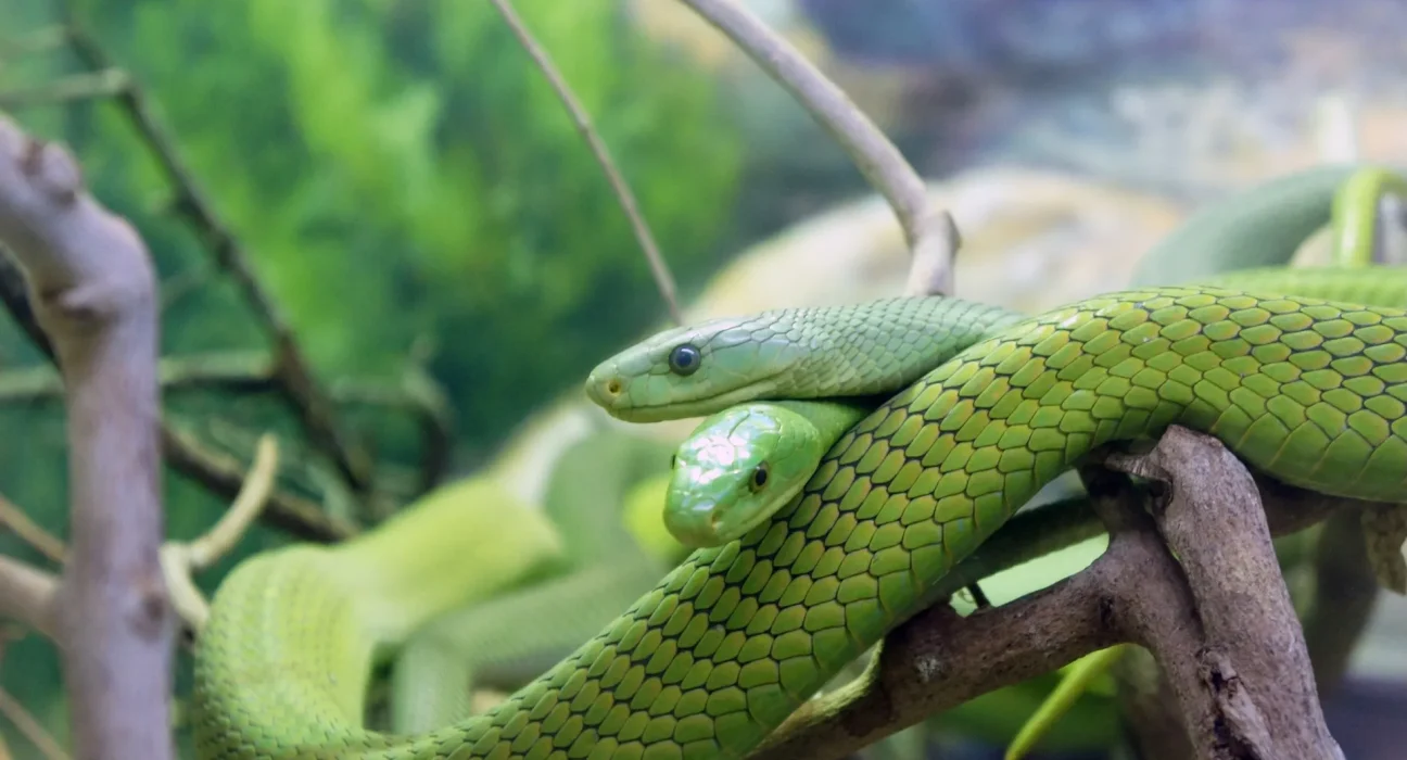 Les serpents verts de Chicago en déclin : des toxines découvertes dans leurs œufs.