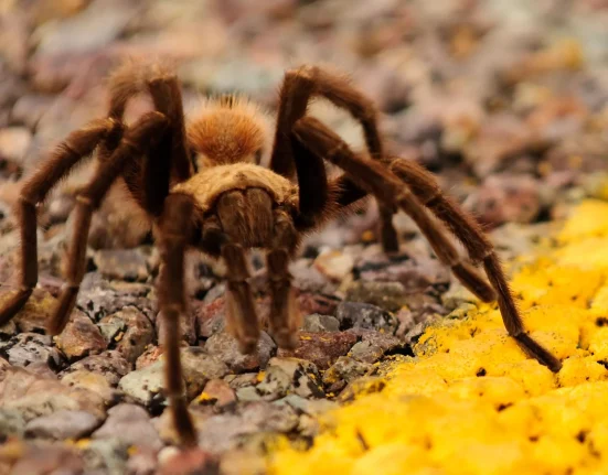 Les tarentules mâles brunes du Colorado : une quête amoureuse aux risques mortels