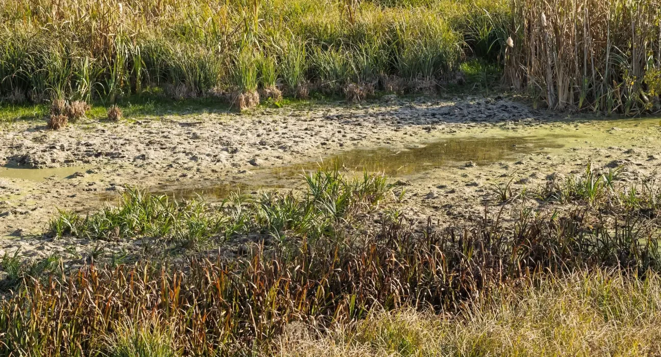 Les zones humides en déclin en Amérique : une facture cachée de 10 milliards de dollars en indemnisations pour inondations, selon une étude.