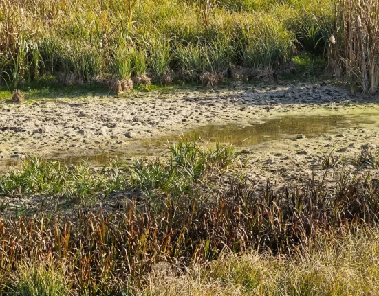 Les zones humides en déclin en Amérique : une facture cachée de 10 milliards de dollars en indemnisations pour inondations, selon une étude.