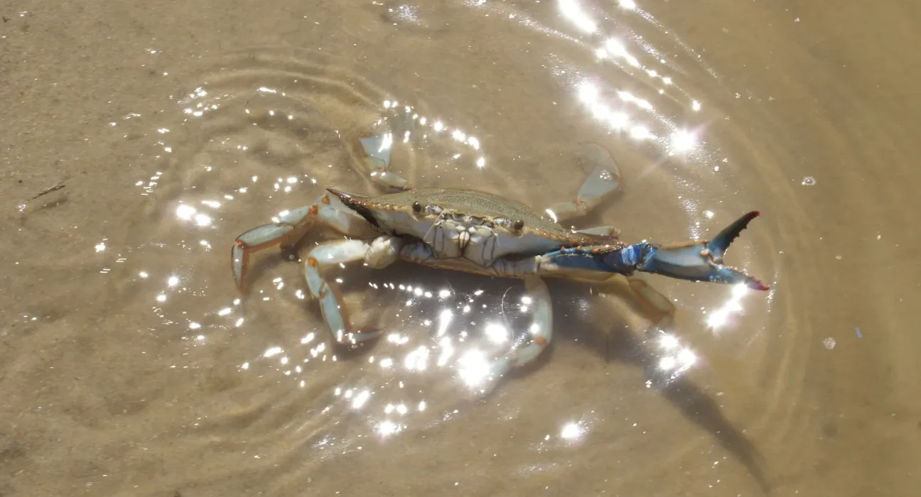 L'explosion de 121 % des crabes bleus juvéniles de la baie de Chesapeake après des années de déclin surprenant.