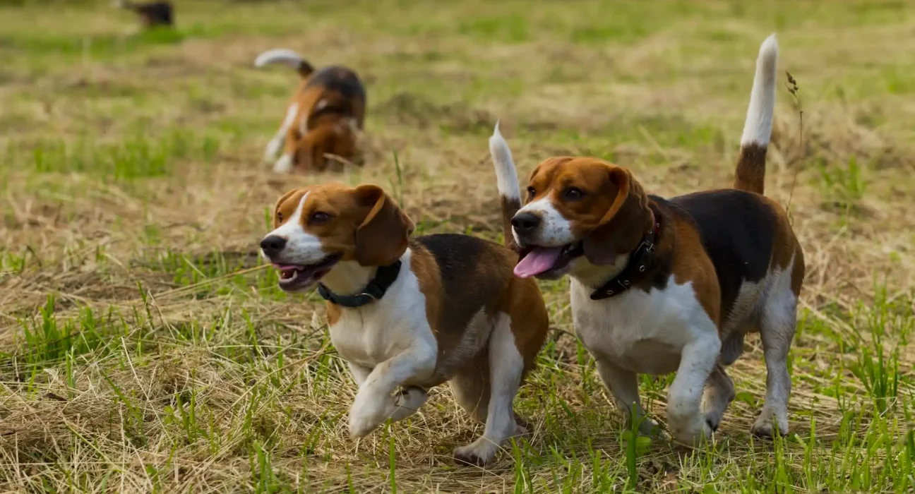 « Liberté retrouvée : 475 beagles saufs quittent un laboratoire du Wisconsin »