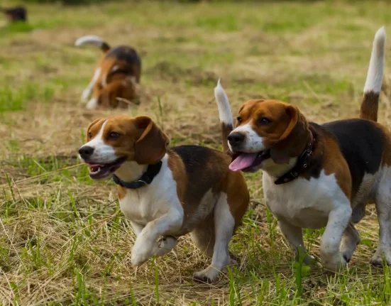 « Liberté retrouvée : 475 beagles saufs quittent un laboratoire du Wisconsin »